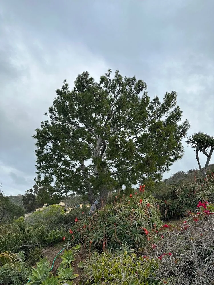 Custom outdoor landscaping in Laguna Beach, CA by Laguna Tree Service & landscaping