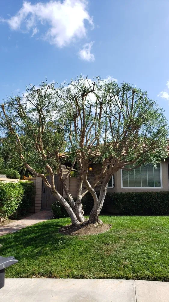 Expert yard cleanup service for outdoor upgrades in Laguna Beach, CA by Laguna Tree Service & landscaping
