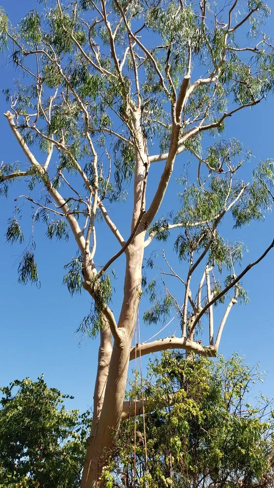 Local landscape installation in Laguna Beach, CA by Laguna Tree Service & landscaping