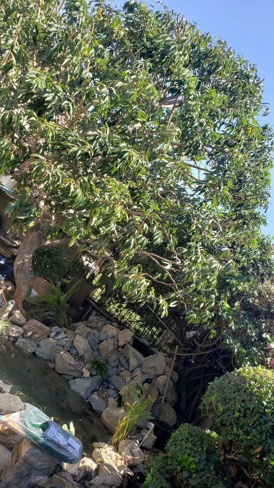 Local yard cleanup service in Laguna Beach, CA by Laguna Tree Service & landscaping