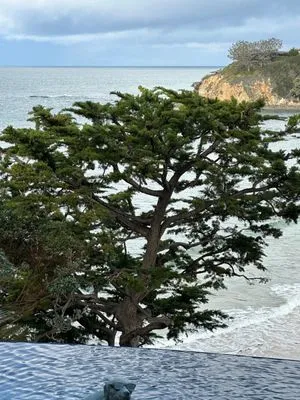 Laguna Tree Service & landscaping