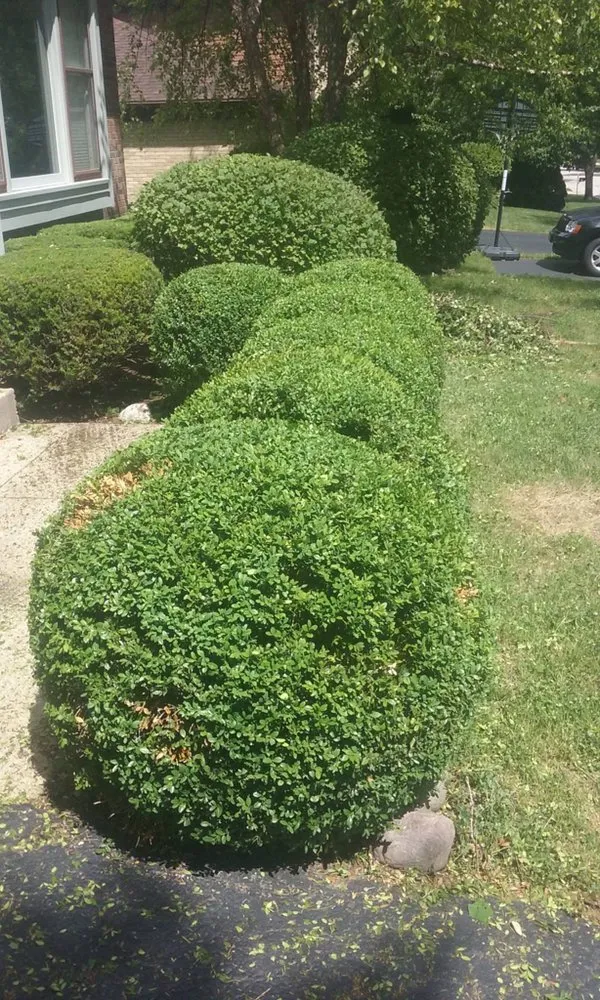 Custom yard cleanup service with custom design across Hanover Park, IL - Lagunas Landscaping