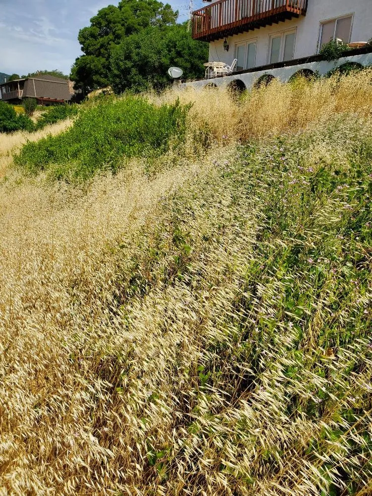 Professional garden landscaping in Fairfield, CA by Laguna's Landscaping Service