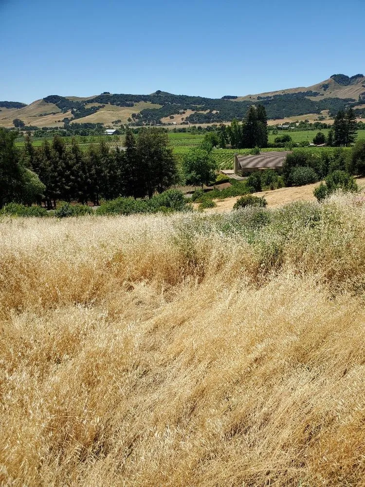 Professional yard maintenance near you in Fairfield, CA by Laguna's Landscaping Service