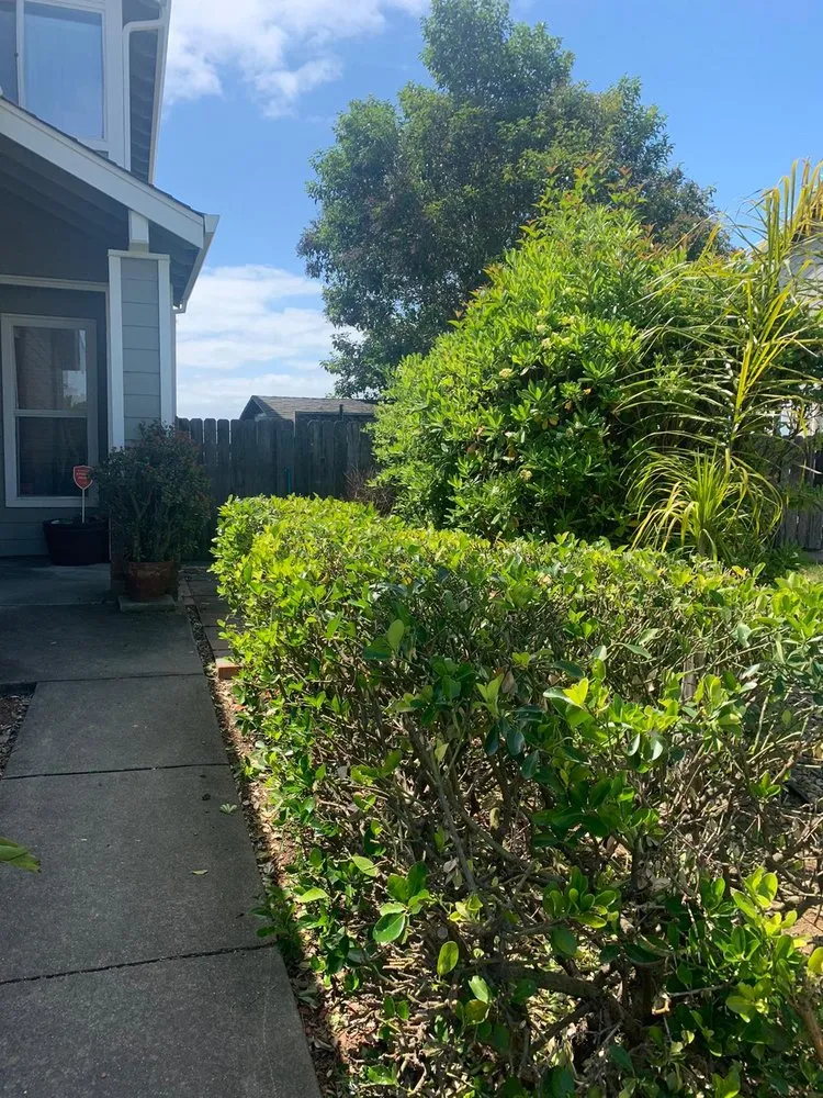 Professional yard cleanup service experts serving Fairfield, CA - Laguna's Landscaping Service