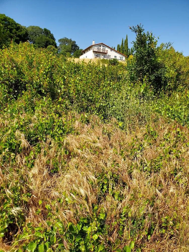 Trusted landscape design experts serving Fairfield, CA - Laguna's Landscaping Service