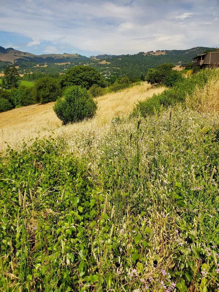 Local landscaping services in Fairfield, CA by Laguna's Landscaping Service