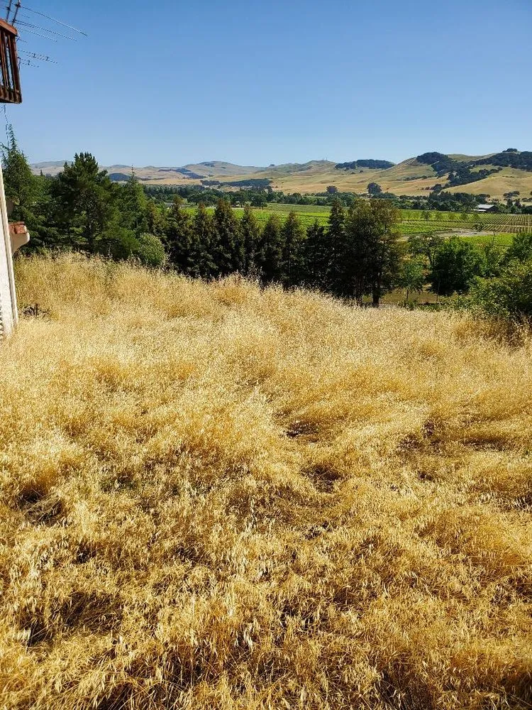 Professional lawn care service in Fairfield, CA - Laguna's Landscaping Service