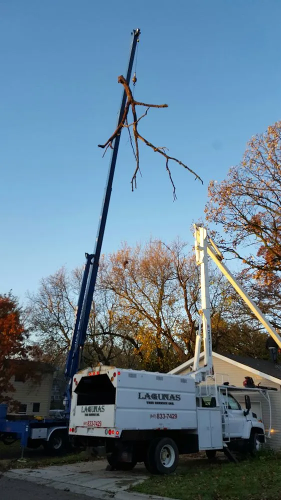 Custom yard maintenance in Round Lake Beach, IL - Lagunas Tree Service