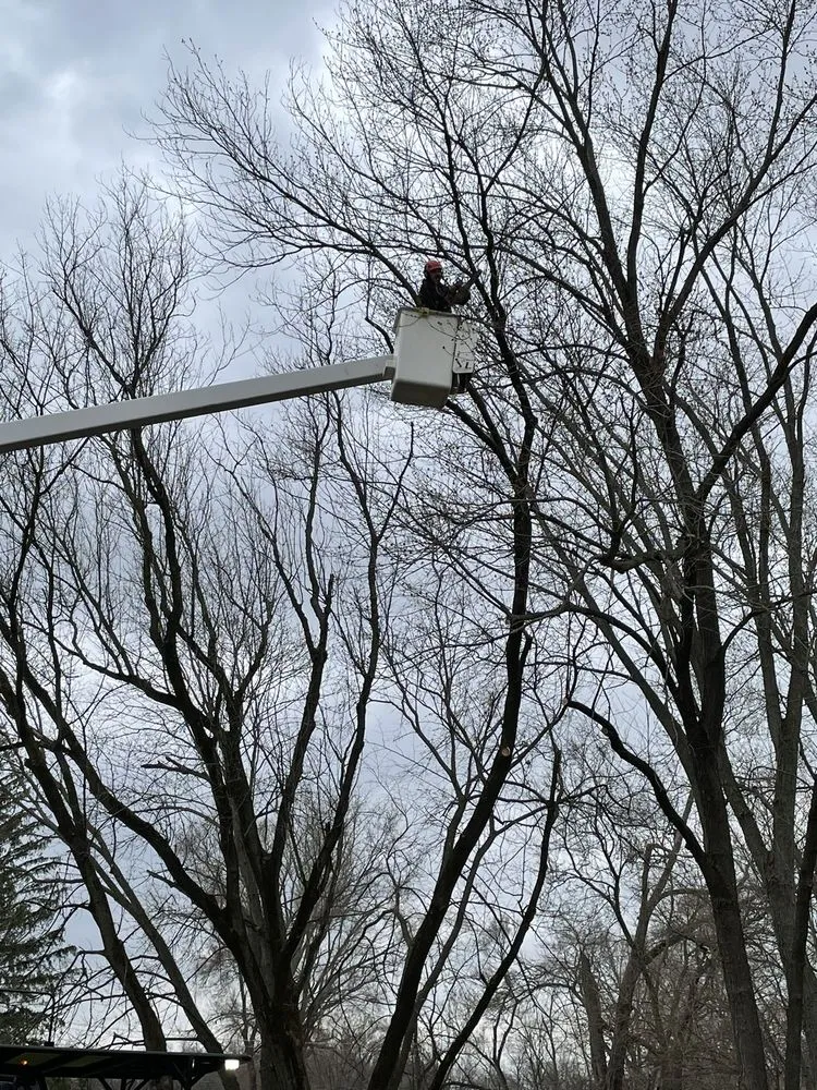 Local yard cleanup service in Round Lake Beach, IL by Lagunas Tree Service