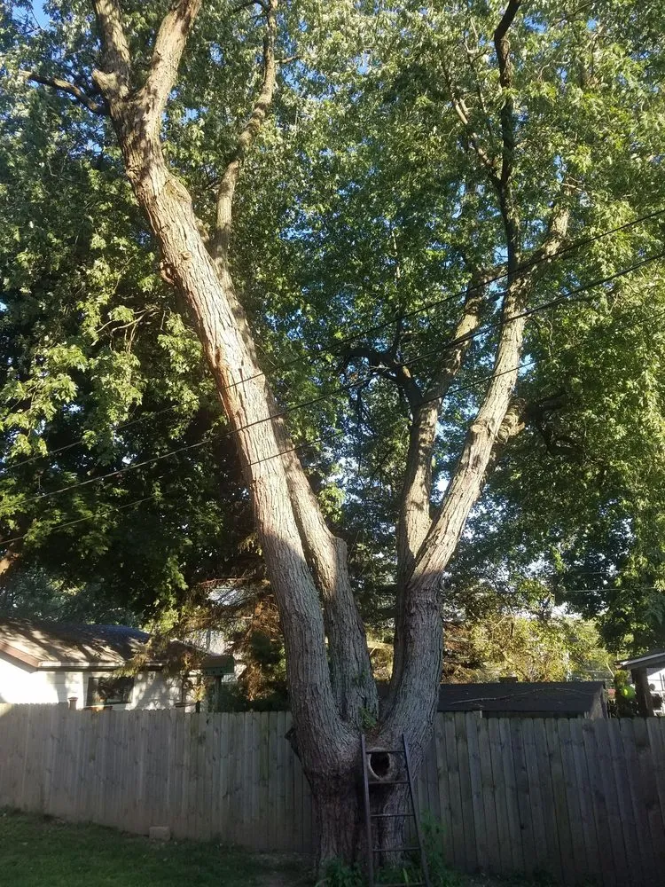 Reliable yard cleanup service in Round Lake Beach, IL - Lagunas Tree Service