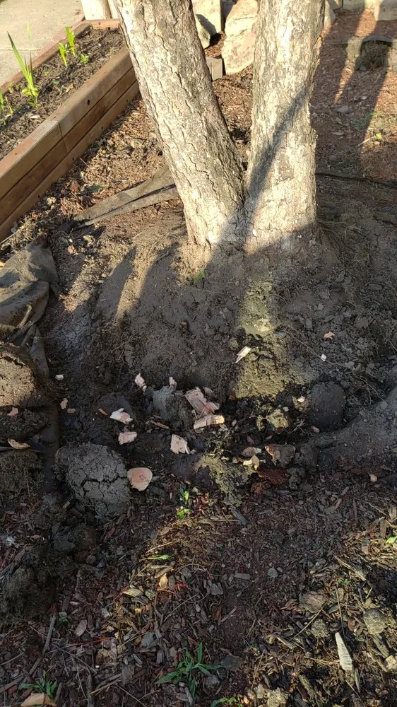 Top-rated residential landscaping in Round Lake Beach, IL - Lagunas Tree Service