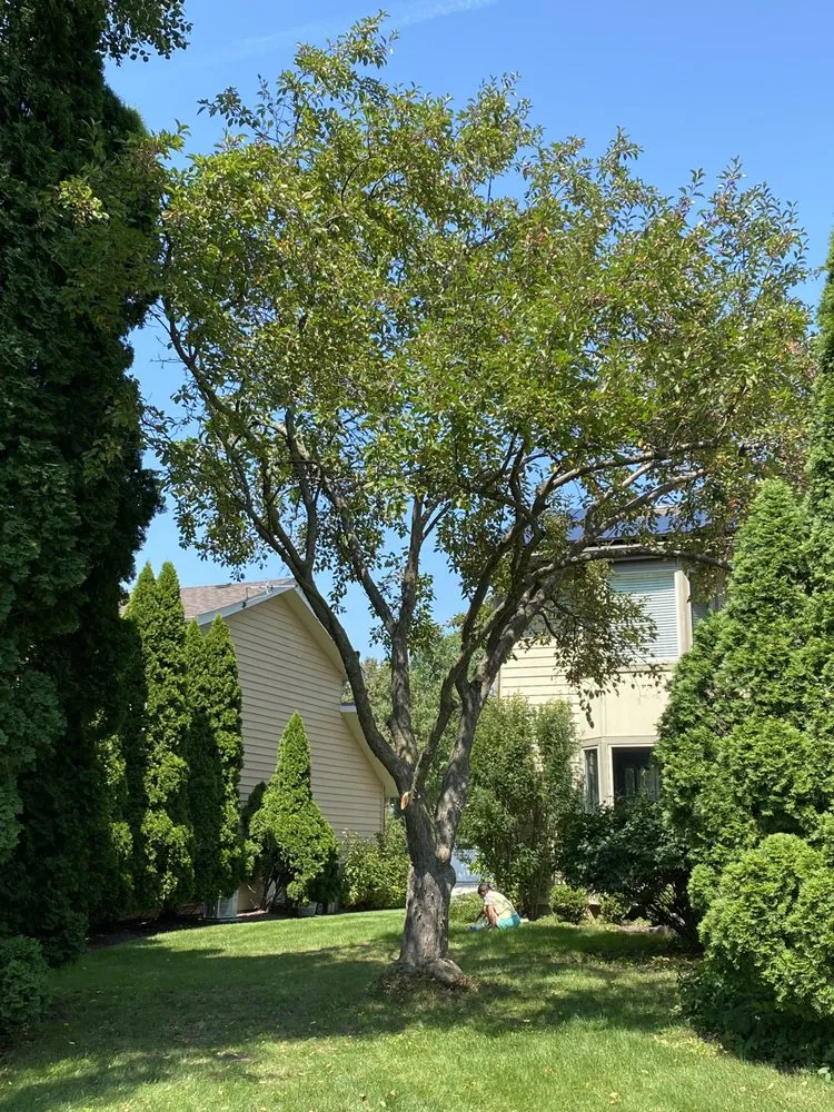 Trusted yard maintenance for residential properties in Round Lake Beach, IL by Lagunas Tree Service
