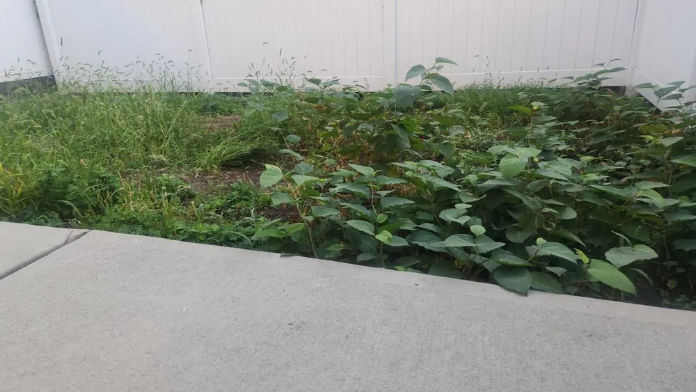 Local lawn care service with custom design in Jersey City, NJ by Lahwah Landscaping