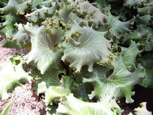 laissez-faire landscapes Logo