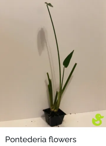 Professional yard cleanup service experts serving Sarasota, FL - Lake & Lawn