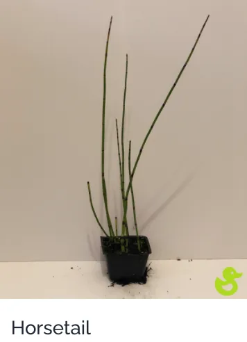 Custom lawn care service experts serving Sarasota, FL - Lake & Lawn