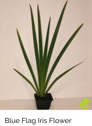 Affordable lawn care service near you in Sarasota, FL by Lake & Lawn