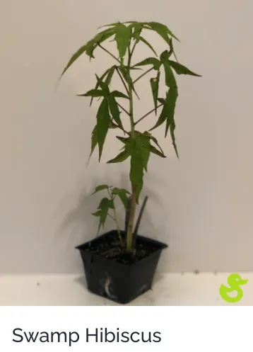 Local lawn care service in Sarasota, FL by Lake & Lawn