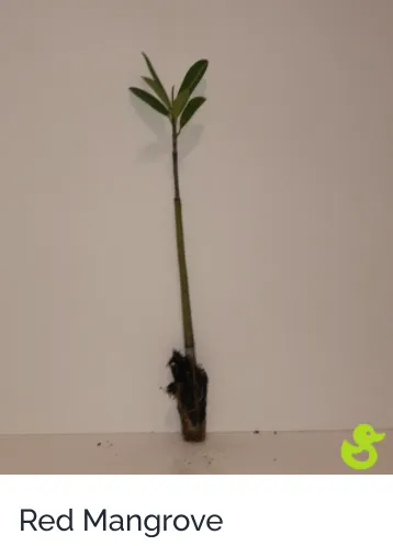 Custom residential landscaping near you in Sarasota, FL by Lake & Lawn