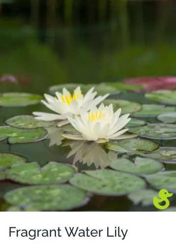 Reliable residential landscaping for homes across Sarasota, FL - Lake & Lawn