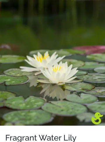 Top-rated landscaping services with custom design in Sarasota, FL by Lake & Lawn