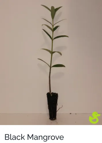 Affordable residential landscaping experts serving Sarasota, FL - Lake & Lawn