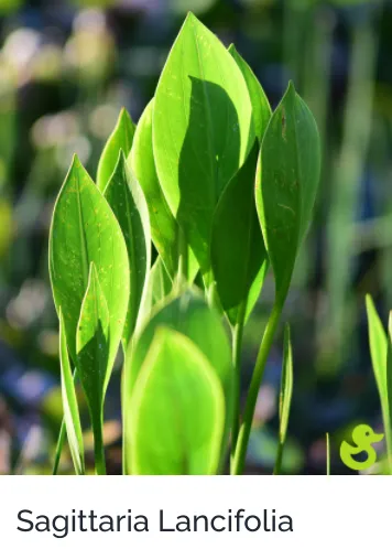 Local lawn care service in Sarasota, FL - Lake & Lawn