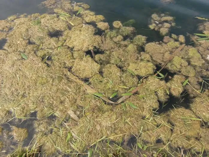 Local landscape design experts serving Chesterton, IN - Lake & Pond Biologists