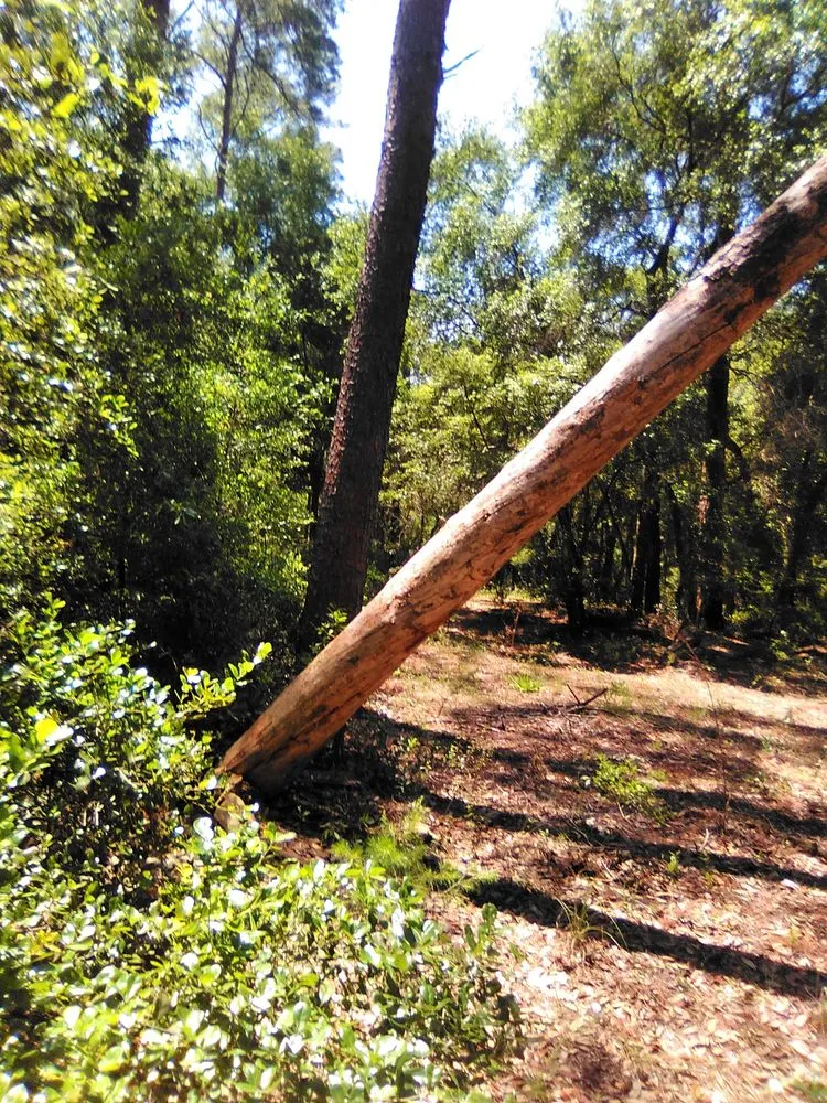 Local lawn care service in Keystone Heights, FL by Lake Area Handyman Services & More