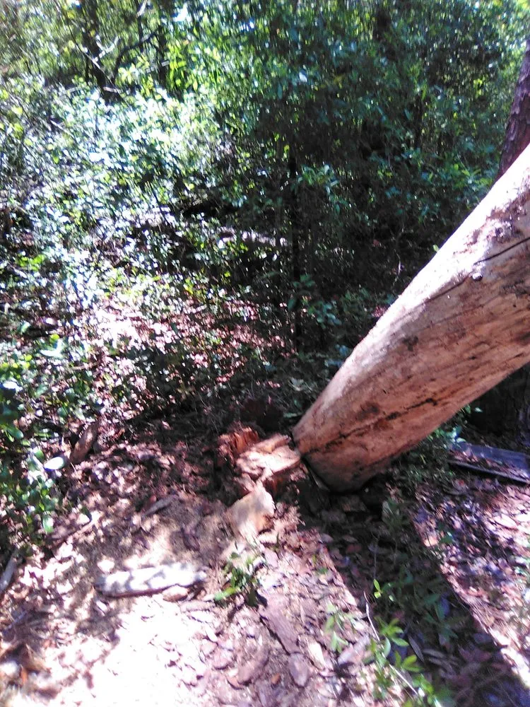 Affordable lawn care service near you in Keystone Heights, FL by Lake Area Handyman Services & More