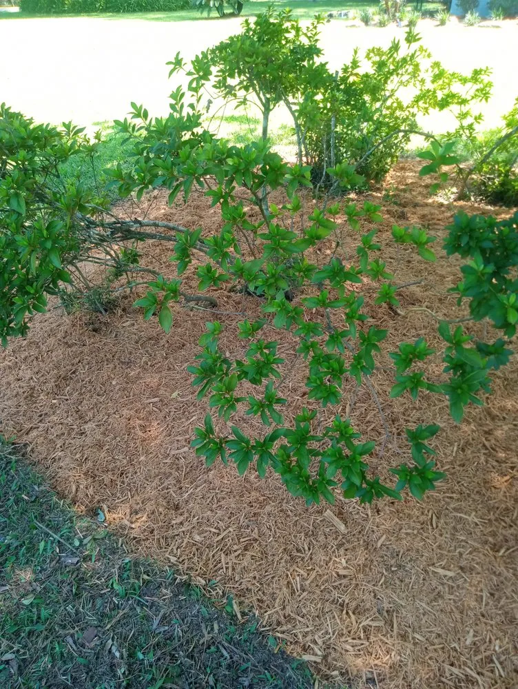 Top-rated yard cleanup service for residential properties in Keystone Heights, FL by Lake Area Handyman Services & More