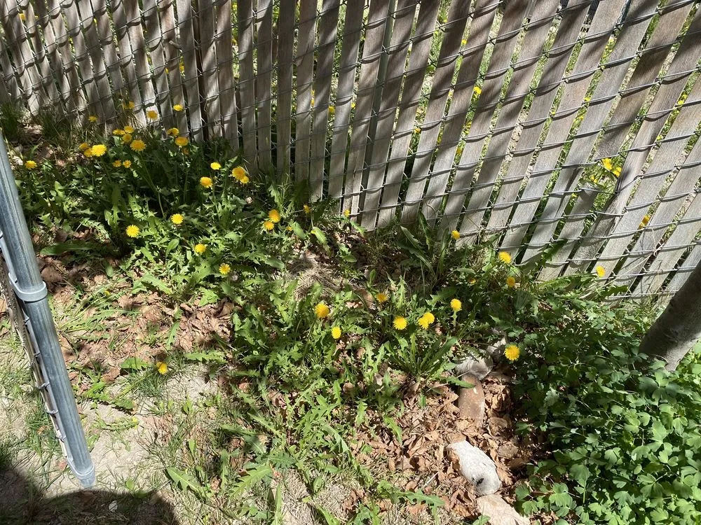 Trusted lawn mowing service for residential properties in Salt Lake City, UT by Lake City Lawn Maintenance