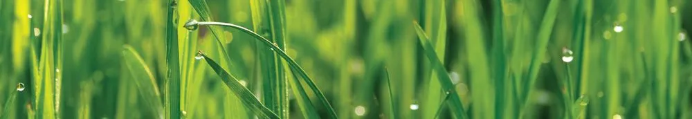 Local yard maintenance with custom design in Kelseyville, CA by Lake County Landscaping