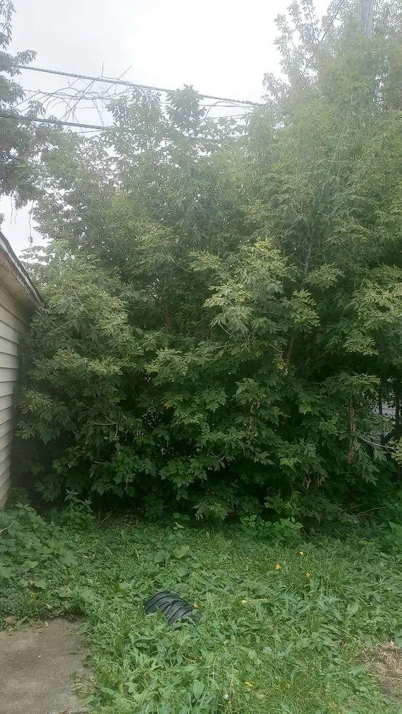 Professional yard cleanup service in Milwaukee, WI by Lake Effect Property Solutions