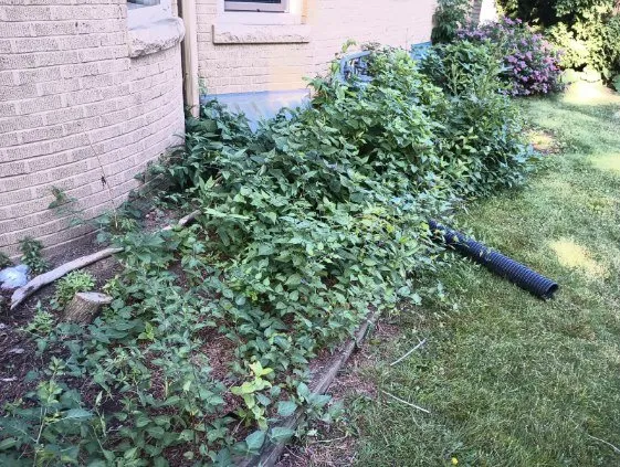 Affordable lawn care service for homes across Milwaukee, WI - Lake Effect Property Solutions