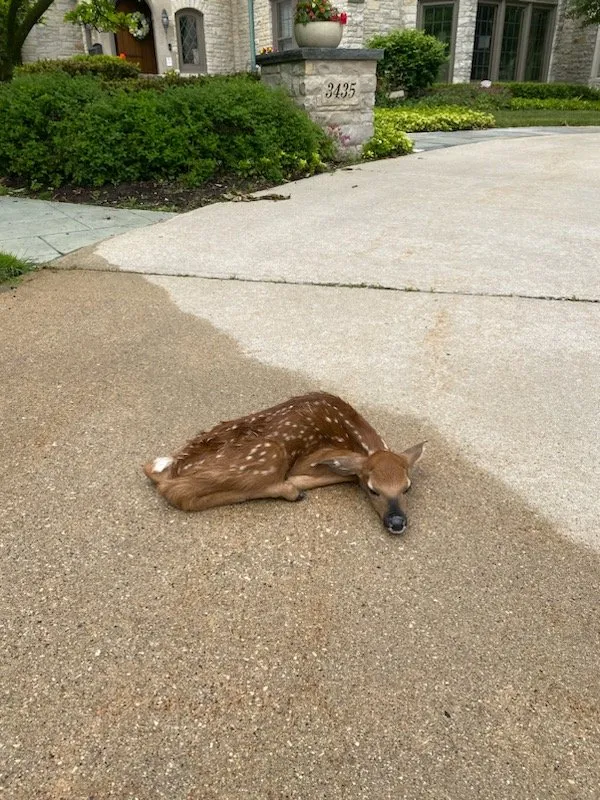 Professional residential landscaping experts serving Milwaukee, WI - Lake Effect Property Solutions