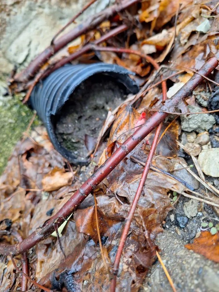 Expert yard cleanup service in Milwaukee, WI by Lake Effect Property Solutions