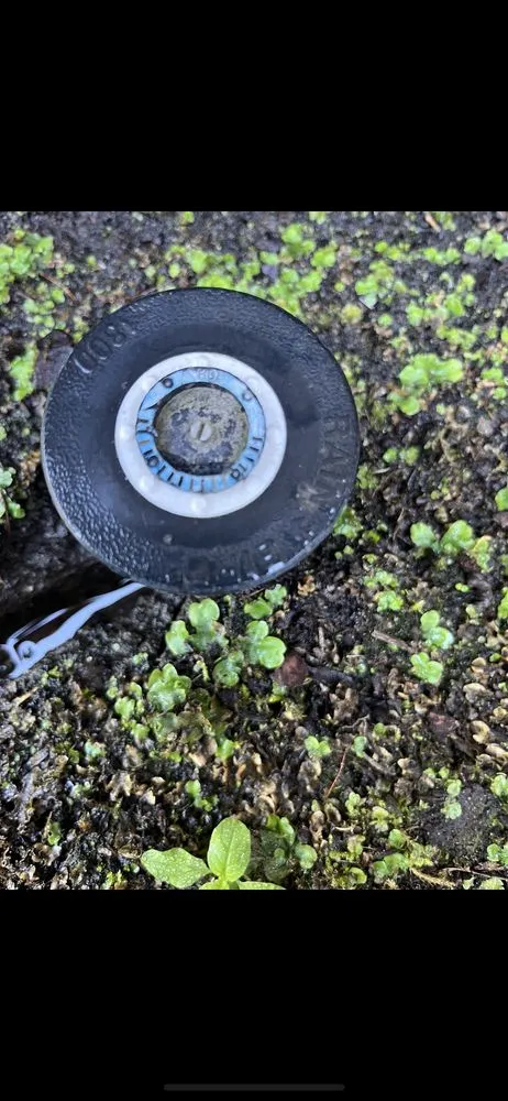 Expert lawn care service experts serving Bellevue, WA - Lake Hills BC Landscaping