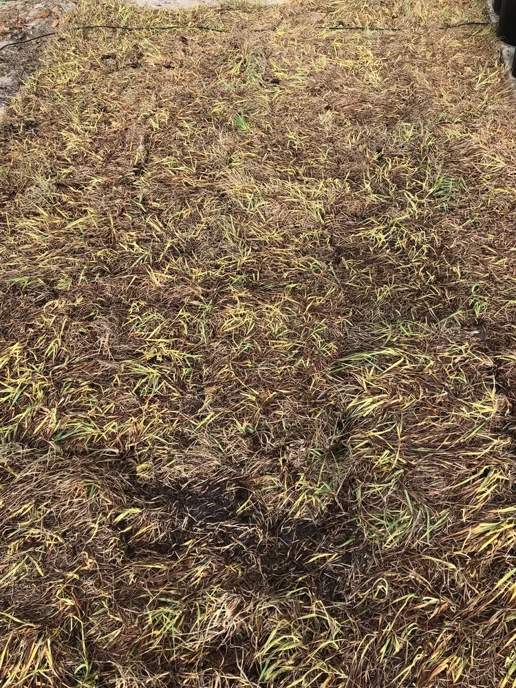 Local outdoor landscaping in Mount Dora, FL by Lake Jem Farms