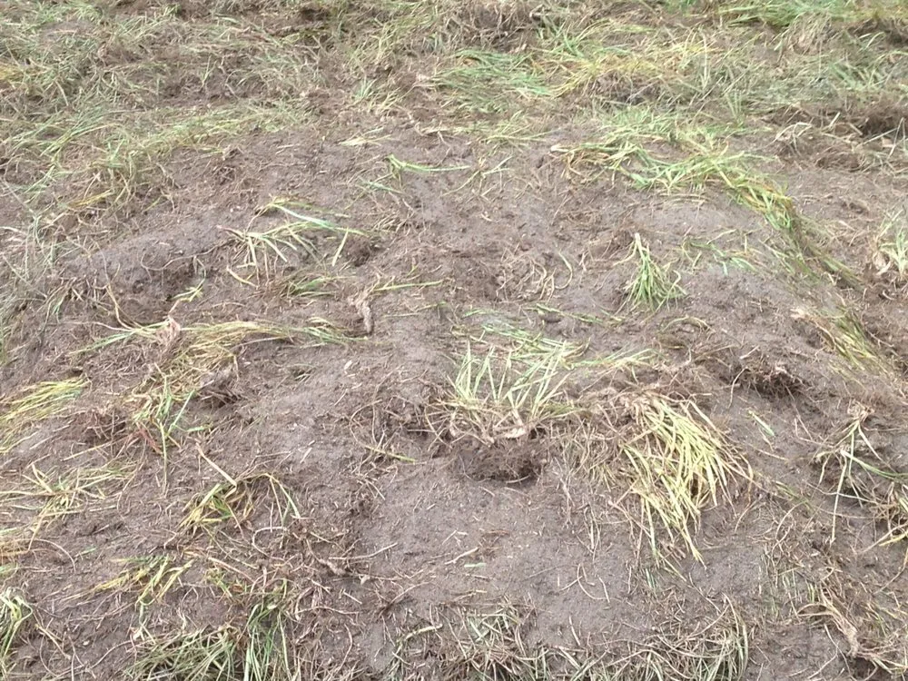 Affordable residential landscaping experts serving Mount Dora, FL - Lake Jem Farms