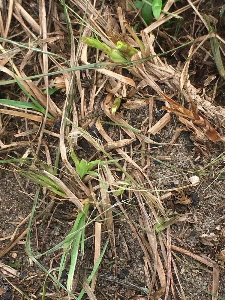 Professional landscaping services experts serving Mount Dora, FL - Lake Jem Farms