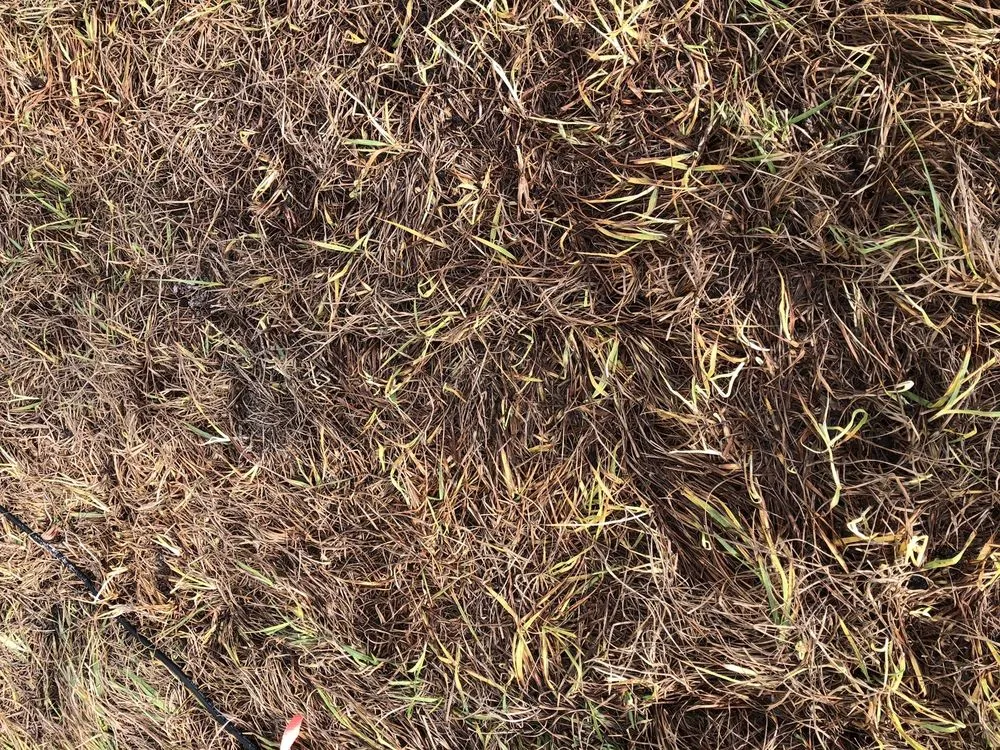 Top-rated garden landscaping for year-round maintenance in Mount Dora, FL by Lake Jem Farms