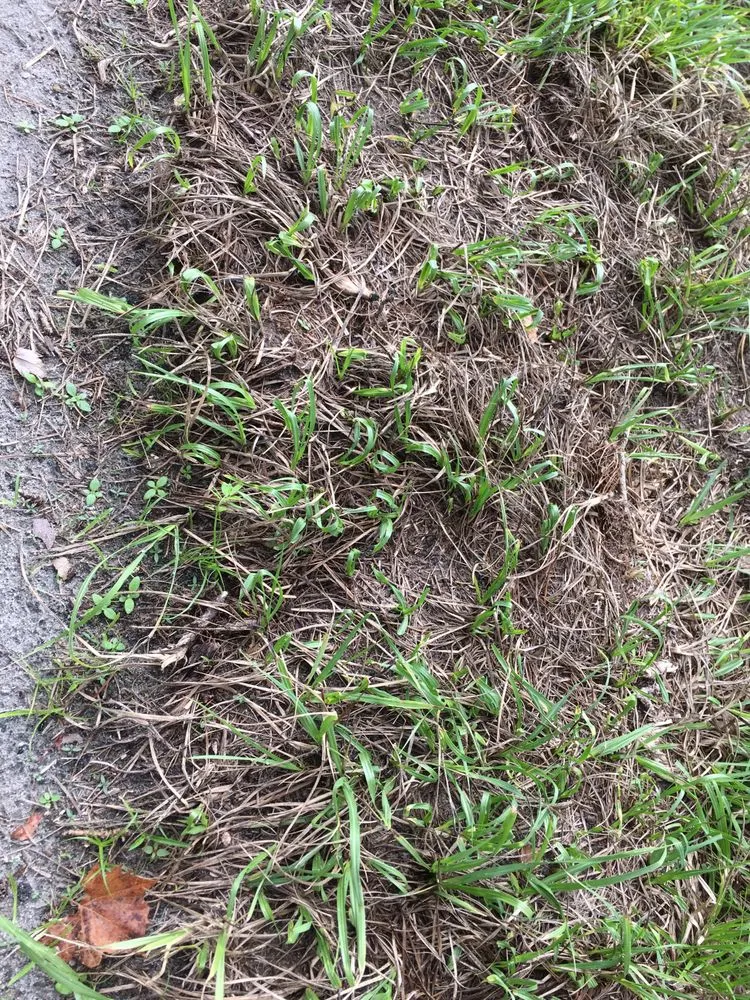 Local landscaping services experts serving Mount Dora, FL - Lake Jem Farms