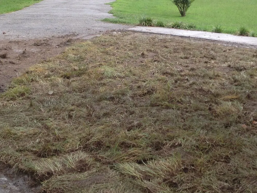 Expert yard cleanup service in Mount Dora, FL - Lake Jem Farms