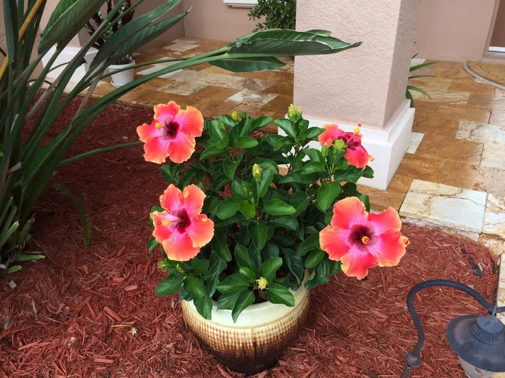 Custom garden landscaping for beautiful yards across Odessa, FL - Lake Jewel Farms