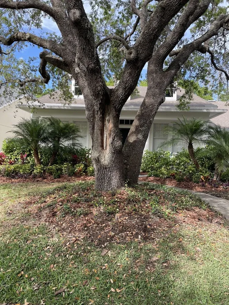 Trusted outdoor landscaping for homes across Odessa, FL - Lake Jewel Farms