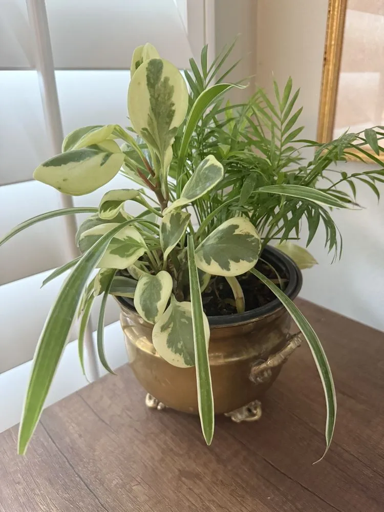 Custom yard cleanup service experts serving Odessa, FL - Lake Jewel Farms