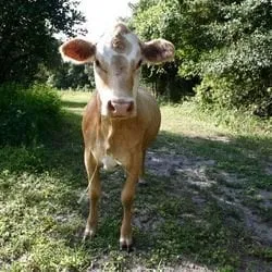 Affordable landscaping services in Odessa, FL - Lake Jewel Farms