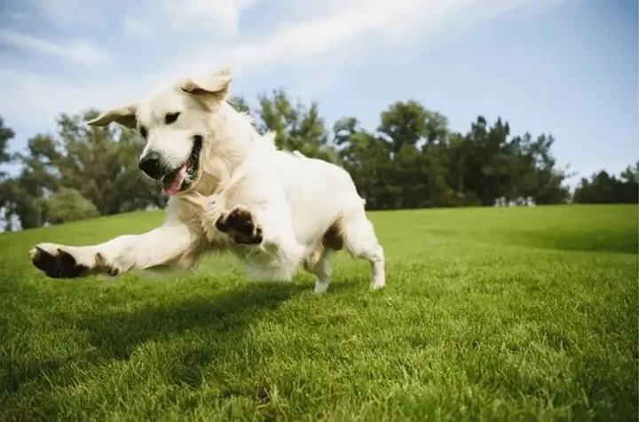 Reliable lawn mowing service near you across Tallassee, AL - Lake Martin Log Lifters